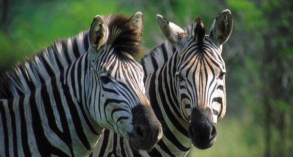 Abenteuer Südafrika